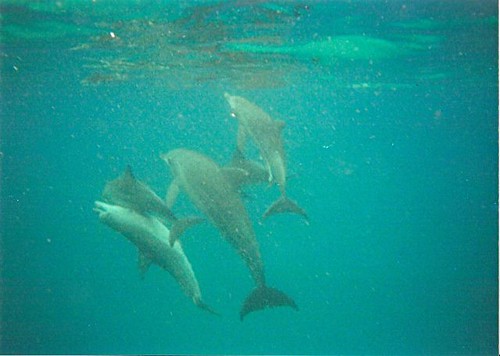 Dolphins Sexing